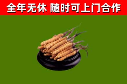 湛河区回收散虫草