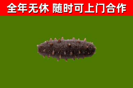 湛河区回收海参干